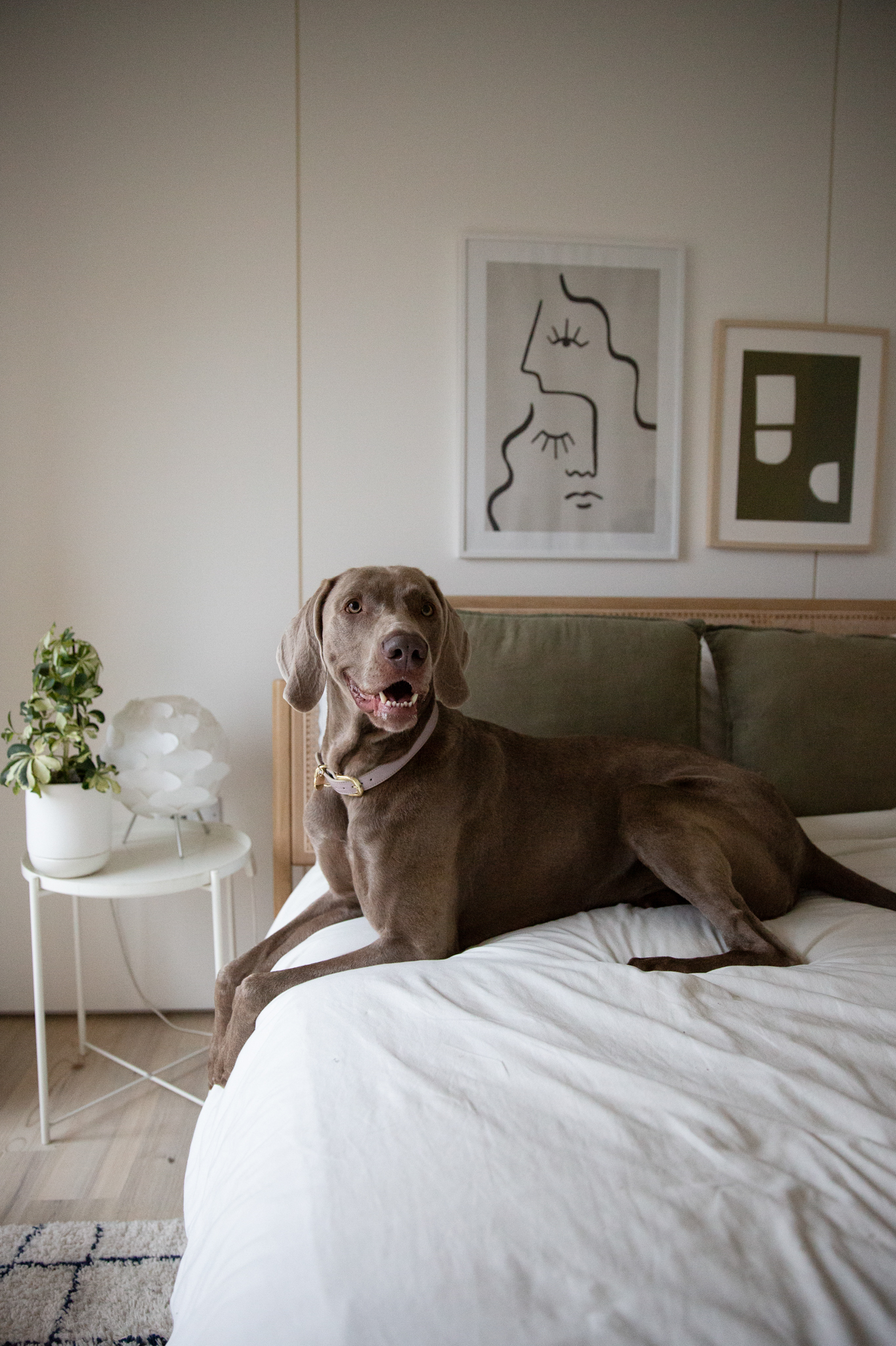 LONDON - VEGAN LEATHER DOG COLLAR