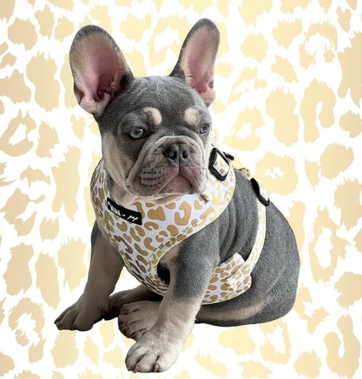 "YOU’RE SO GOLDEN” DOG & CAT ADJUSTABLE HARNESS