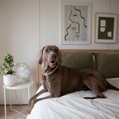 LONDON - VEGAN LEATHER DOG COLLAR