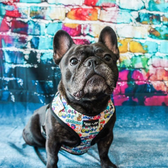 “ATTITUDE COLLECTION: GRAFFITI” DOG & CAT ADJUSTABLE HARNESS