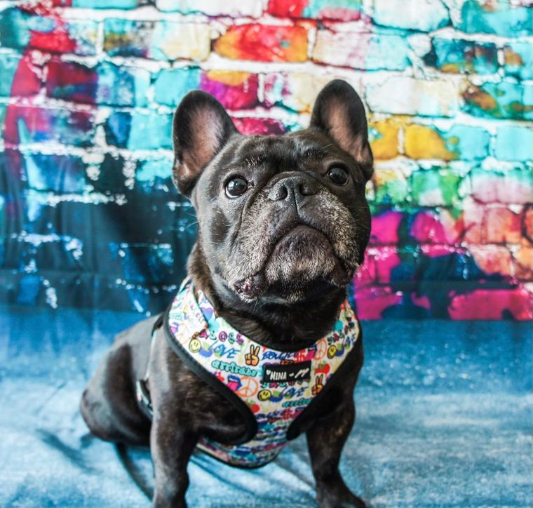 “ATTITUDE COLLECTION: GRAFFITI” DOG & CAT ADJUSTABLE HARNESS