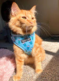 “PUPSHAKE BLUE” DOG & CAT ADJUSTABLE HARNESS