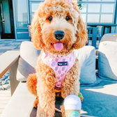 “PUPSHAKE PINK” ADJUSTABLE DOG & CAT HARNESS