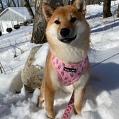“PUPSHAKE PINK” ADJUSTABLE DOG & CAT HARNESS