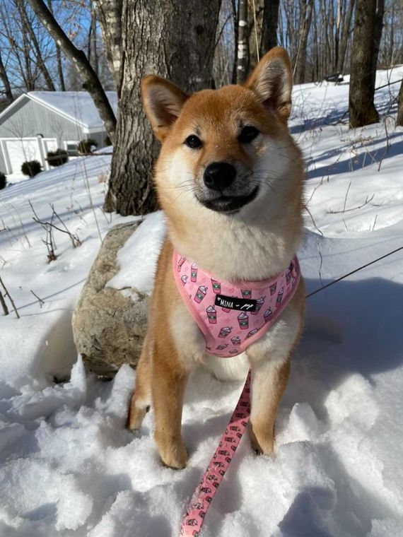 “PUPSHAKE PINK” ADJUSTABLE DOG & CAT HARNESS